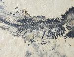 Leptolepides sprattiformis (BLAINVILLE 1818) - Bild &copy; FossNet FossilienStore